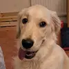 Captain Steve - @captainstevethedog - TikTok