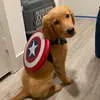 Captain Steve Rogers - @capameridog - TikTok