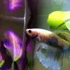 Ozzy boy 🐠 - @caraabernathy - TikTok