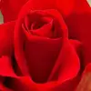 Cara Bishop - @cara.bishop - TikTok