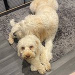 Cara Byrne - @carabyrne99 - Instagram