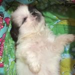 Mia | Oreo | Cara | Cotton | Adam | Charcoal | Yelli - @miaandsibs - Instagram