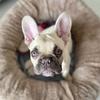 Cara - @carathefrenchie - TikTok