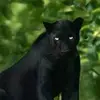 Cara Harmon - @black_kitty660 - TikTok