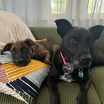 Cara Hart - @carahart11 - Instagram