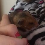 Cara Higgins - @caradolphins - Instagram