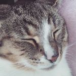 Charlotte's cat - @_caraholt - Instagram