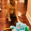 Cara and Gracie Lou - @carajarrell - TikTok