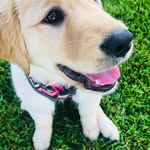 Cara Jarrell - @adventuresofsweetgracielou - Instagram