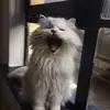 Cara - @caraalevine - TikTok