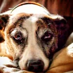 Cara and Major Rideout-Scott - @caramajorpets - Instagram