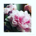 🌸•Cara Mayer und Laura Mayer•🌸 - @caralauraviso - Instagram