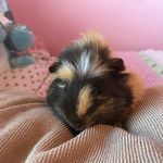 Cara Mccartney - @mccartney_cara - Instagram