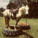 Cara McClelland - @caramcclellandhorses - Instagram