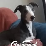 Caramount Whippets - @caramountwhippets - Instagram
