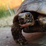 Carapate🐢 - @carapate_la_patate - Instagram