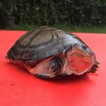 Carapate 🐢 - @xcarapate - Instagram