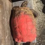 The Pink Tortoise - @carapate_the_tank - Instagram