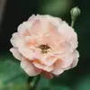 Cara Phillips - @cara.phillips1 - TikTok