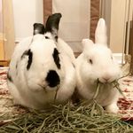 Cara&Poe - @cara_thebunny - Instagram