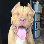 Cara  Jane  Porter - @caraisadog - Instagram