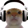 cute cat - @portercara - TikTok
