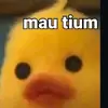 bukannamaasli - @cararauu - TikTok