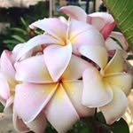 Cara Rielly Rauschl - @cararauschl - Instagram