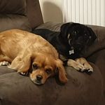 cara louise wells - @cara_home_account - Instagram