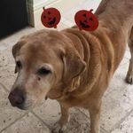 Allison Carey - @allison.carey.100 - Instagram