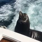 Carey Barrett Allan - @careybarrett60 - Instagram