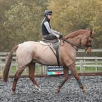 Emma - @emma.careyharris.eventing - Instagram