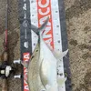 Carey_hill - @ch.fisho - TikTok