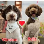 @careyhilldoodles - Instagram