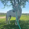 CareyLynn - @clschulze490 - TikTok