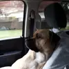 careyolson - @careyolson - TikTok