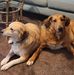 Carey Bowers Swanson - Facebook