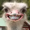ay - @cari_le - TikTok