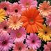 Cari Mitchell - Facebook