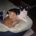 Cari Ann Robbins - @carigarnier - Instagram