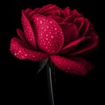 Cari Rodriguez - Facebook