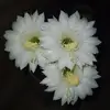 Cari salgado - @cari.salgado3 - TikTok