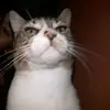 victoria - @carisalgado2 - TikTok