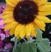 Cari Saens - Facebook