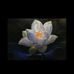 Cari Tran - Facebook