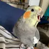 Cari Van Niekerk - @carivanniekerk - TikTok