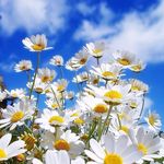 Cari Wells - @cari2274 - Instagram