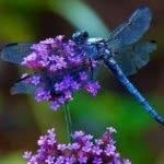 Cari Wells - @ladydragonfly66002 - Instagram