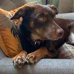 Deborah Howell - @cari.welshkelpie - Instagram
