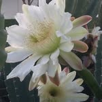 Cari West - @caawest - Instagram